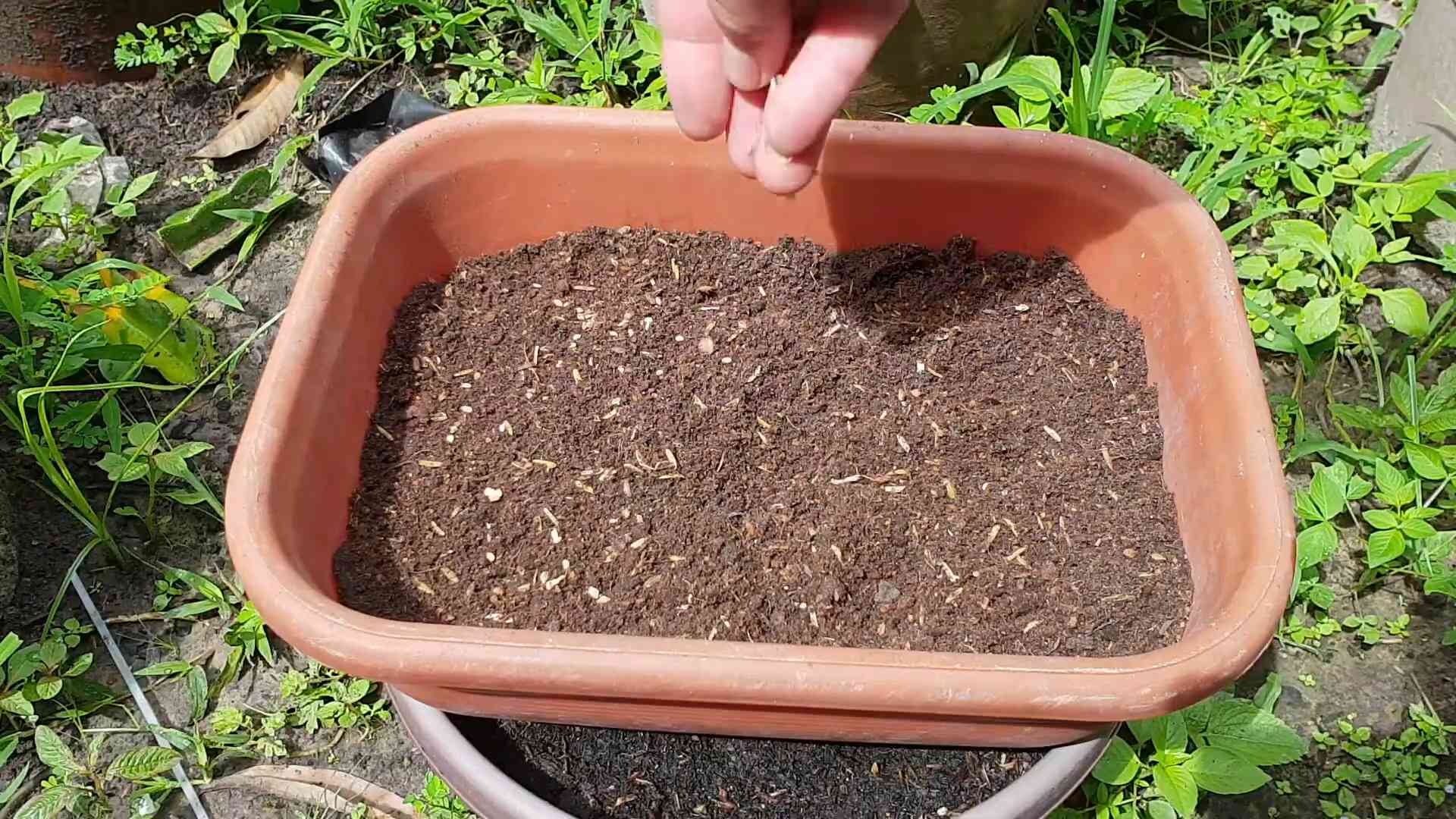 Indoor Heirloom Tomato Growing