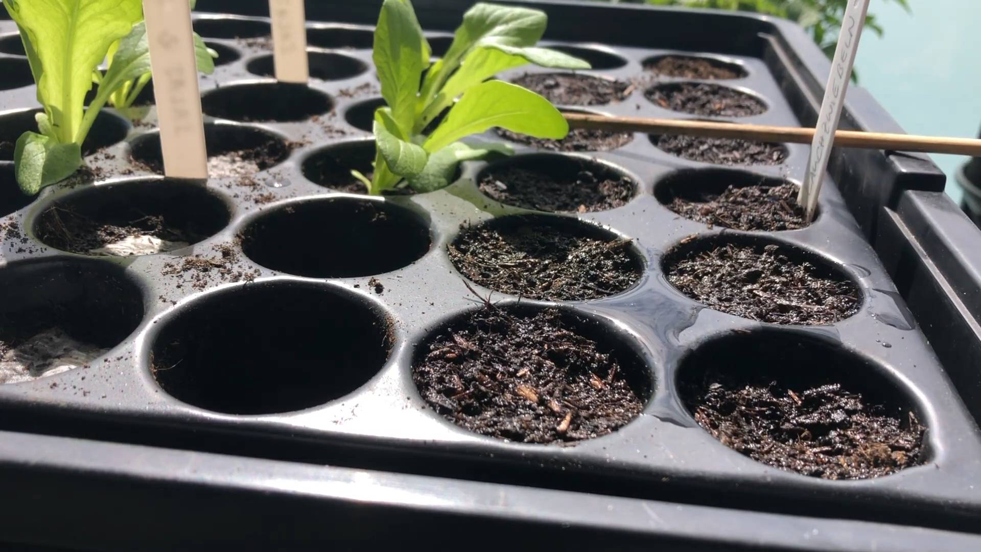 Growing Chard for Beginners
